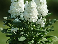 Левкой седой (Hot Cakes)