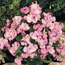 Бегония вечноцветущая (зеленая листва) (Begonia semperflorens)