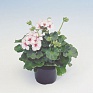 Герань (пеларгония садовая) (Pelargonium x hortorum)