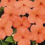 Бальзамин Уоллера (Impatiens walleriana)