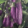 Баклажан (Solanum melongena) Баклажан (Solanum melongena)