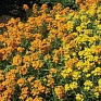 Желтушник гибридный (Erysimum hybridum)