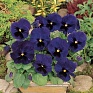 Виола виттрока (Viola wittrockiana) Виола виттрока (Viola wittrockiana)