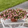 Бегония гибридная ампельная (зеленая листва) (Begonia hybrida)