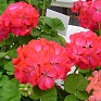 Герань (пеларгония садовая) (Pelargonium x hortorum)
