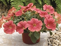 Петуния ампельная гибридная (Ramblin F1)