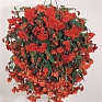 Бегония клубневая махровая ампельная (Begonia tuberhybrida) Бегония клубневая махровая ампельная (Begonia tuberhybrida)