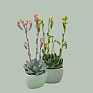 Эхеверия Пикока (Echeveria peacockii (desmetiana)) Эхеверия Пикока (Echeveria peacockii (desmetiana))