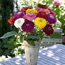 Цинния изящная (Zinnia elegans)