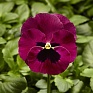 Виола Виттрока (Viola wittrockiana) Виола Виттрока (Viola wittrockiana)
