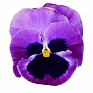 Виола Виттрока (Viola wittrockiana)