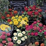 Цинния изящная (Zinnia elegans)
