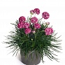 Армерия морская (Armeria maritima)
