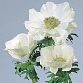 Анемона (Ветреница) корончатая (Anemone coronaria) Анемона (Ветреница) корончатая (Anemone coronaria)