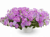 Петуния ампельная гибридная (FlashForward F1)