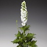 Дельфиниум высокий (Delphinium elatum)