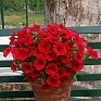 Петуния ампельная гибридная (Petunia x hybrida)