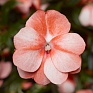 Бальзамин новогвинейский (Impatiens New Guinea)