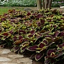 Колеус гибридный (Coleus х hybrida) Колеус гибридный (Coleus х hybrida)