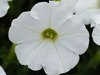 Петуния ампельная гибридная (Shock Wave F1)