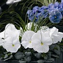 Виола Виттрока (Viola wittrockiana) Виола Виттрока (Viola wittrockiana)
