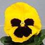 Виола Виттрока (Viola wittrockiana)