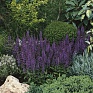 Шалфей превосходный (Salvia superba)
