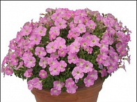 Петуния ампельная гибридная (Baby Gioconda F1)