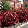 Бегония гибридная (бронзовая листва) (Begonia benariensis)