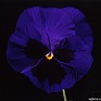 Виола Виттрока (Viola wittrockiana)