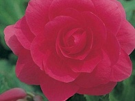 Бегония клубневая махровая (Memory F1)