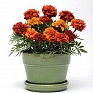 Бархатцы отклоненные (Tagetes patula) Бархатцы отклоненные (Tagetes patula)