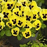 Виола Виттрока (Viola wittrockiana)