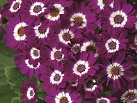 Цинерария гибридная (Venezia F1)