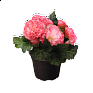 Бегония клубневая махровая (Begonia tuberhybrida)