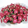 Петуния ампельная гибридная (Petunia x hybrida) Петуния ампельная гибридная (Petunia x hybrida)