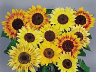 Подсолнечник летний (Musicbox)