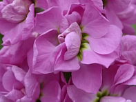 Левкой седой (Centum)