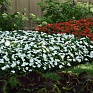 Бальзамин Уоллера (Impatiens walleriana) Бальзамин Уоллера (Impatiens walleriana)