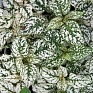 Гипоэстес листоколосниковый (Hypoestes phyllostachya)