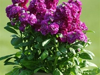 Левкой седой (Hot Cakes)