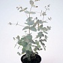 Эвкалипт Гунна (Eucalyptus gunnii)