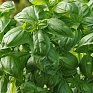 Базилик благородный (Ocimum basilicum) Базилик благородный (Ocimum basilicum)