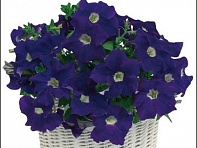 Петуния ампельная гибридная (Capri F1)