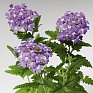 Вербена гибридная (Verbena hybrida)