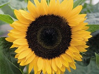 Подсолнечник летний (Valentine)