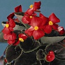Бегония вечноцветущая (бронзовая листва) (Begonia semperflorens)