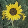 Подсолнечник летний (Helianthus annuus)