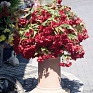 Бегония клубневая махровая ампельная (Begonia tuberhybrida) Бегония клубневая махровая ампельная (Begonia tuberhybrida)