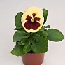 Виола виттрока (Viola wittrockiana)